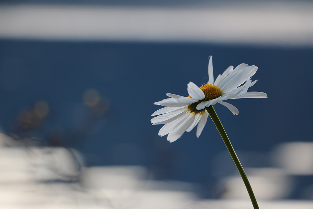 Daisy on a Lake